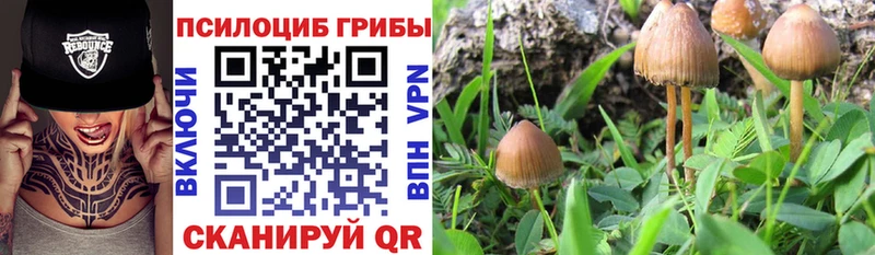Псилоцибиновые грибы Cubensis Оленегорск